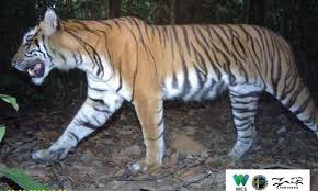 Sumatran Tigers On Path To Recovery In In Danger Unesco