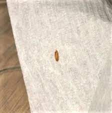 crib is a carpet beetle larva