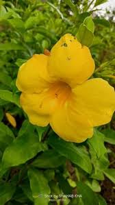 well watered cut flower yellow
