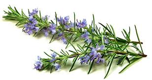 BİBERİYE ile ilgili görsel sonucu