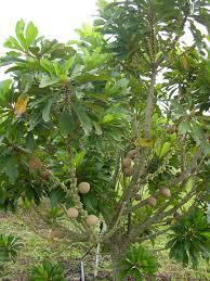 How to get maximum fruits out of sapota tree. Mamey Sapote Pouteria Sapota