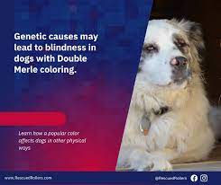 how genetics cause blindness in dogs