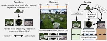 invasive snails alter multiple