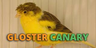 gloster canary guide singing breeding