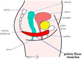 all about the pelvic floor how to keep