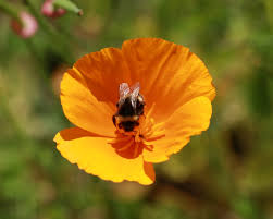 California has a diverse bee population. Intro To California S Native Bees Planet Bee Foundation