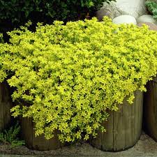 golden carpet sedum acre stonecrop