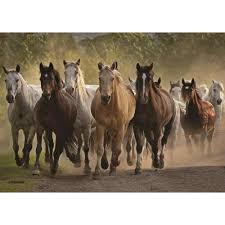RÃ©sultat de recherche d'images pour "image groupe de chevaux"