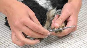 how to file puppy nails 10 steps with
