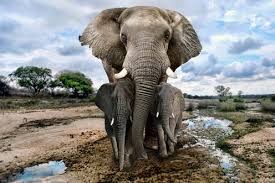 To Save The African Elephant Focus Must Turn To Poverty And