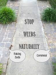 Stopping Weeds Naturally In Existing