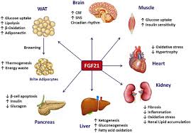 Renal failure refers to temporary or permanent damage to the kidneys that results in loss of normal kidney function. Fgf21 And Chronic Kidney Disease Metabolism Clinical And Experimental