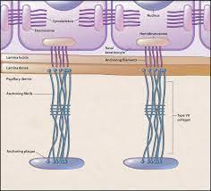basement membrane zone of skin