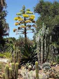 Arizona Cactus Garden Wikipedia