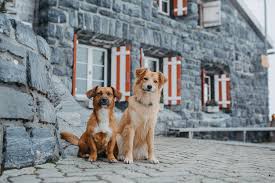Make a commitment to greatness. Importing Pets Into Switzerland Rules And Fees Expatica