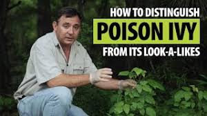 how to distinguish poison ivy from its