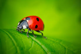 Because they get water from the moisture in the larvae they eat, they do although ladybugs can be found in nearly all parts of the planet, in a wide range of climatic conditions, they prefer shelter and hibernate when the. Why Ladybugs Are A Gardener S Best Friends Wild Bird Blog