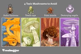 Is there a justifiable reason for this or is this. Wild Mushrooms What To Eat What To Avoid