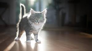 Do you speak cat? Common feline postures decoded | CBC Life
