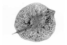 Plants Profile for Ptelea trifoliata (common hoptree)