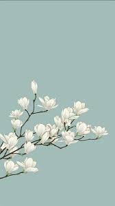 flower, white, HD mobile wallpaper