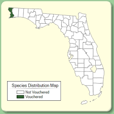 Alternanthera pungens - Species Page - ISB: Atlas of Florida Plants