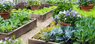 Raised Garden Beds Everything You Need