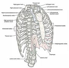 Easy Notes On Lymphatic Drainage Of Lungs Learn In Just 3