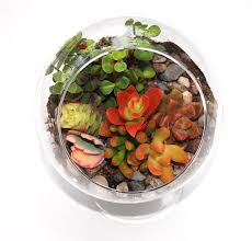 Succulents Terrarium Kit Glass Globe