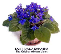 Check out our african violet indoor selection for the very best in unique or custom, handmade pieces from our shops. Plant Care Instructions For African Violets
