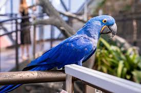 hyacinth macaw parrot with blue feather