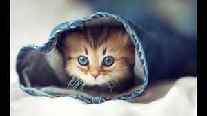 Cute cats some might think that all cats look the same, but there are actually over 70 breeds of cats. Cute Cats Cutest Kitten Best Compilation Ever áƒ¦ Youtube