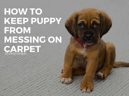 prevent puppy from ing on carpet