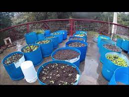 Plastic Barrels Into Vegetable Planters