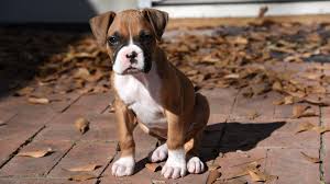 boxer growth weight chart everything