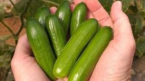 Which one is the hybrid variety of cucumber?
