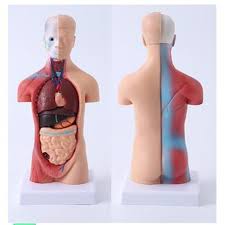 az emberi test anatómiája szervek elhelyezkedése