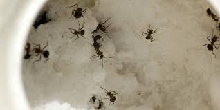 sugar ants kill ants