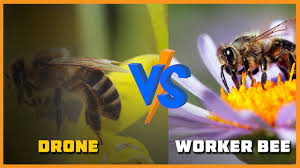 drone vs worker bee you