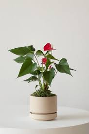An Anthurium Plant Care