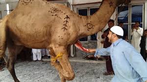 Professional qasai camel qurbani in faisalabad 2020. Download Camel Sacrifice Very Beautiful Must Watch 2017 Daily Movies Hub