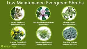50 Low Maintenance Evergreen Shrubs