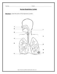 The cells of this tissue shorten to. Respiratory System Coloring Worksheets Teaching Resources Tpt