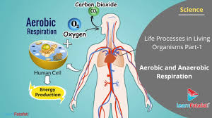 Aerobic respiration is the process by which organisms use oxygen to turn fuel, such as fats and sugars, into chemical energy. Aerobic And Anaerobic Respiration Life Processes In Living Organisms Youtube