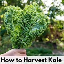 must know tips for when to harvest kale