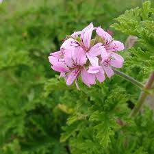 Best way to grow citronella is from a cutting, you can grow it indoors in water. Citronella Plant Pelargonium Citrosum Care How To Take Care Grow Citronella Plant Indoor Plants