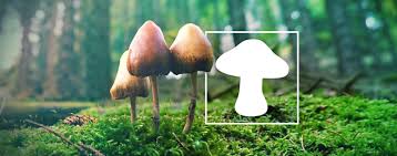 How To Identify Different Types Of Magic Mushrooms