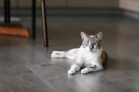 cat friendly flooring choices pro