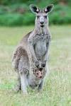 Résultat de recherche d'images pour "grey kangaroo australia"