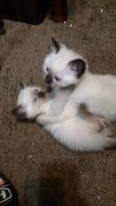 Kittens for sale in columbus, oh. Siamese For Sale In Ohio 46 Petzlover